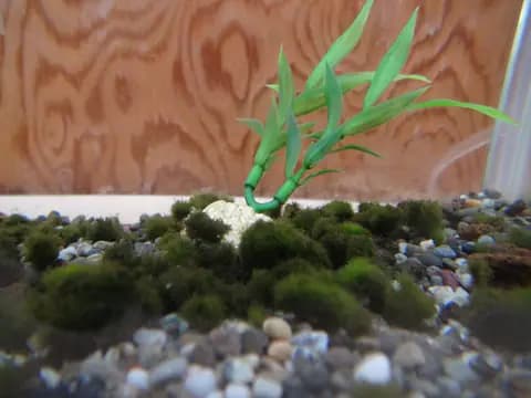 Marimo yosun topu (Aegagropila linnaei)