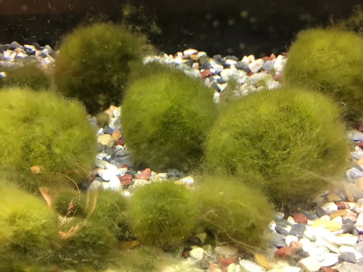 Marimo yosun topu (Aegagropila linnaei)