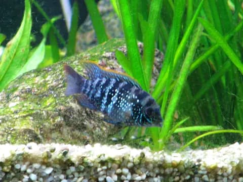 Mavi akara (Andinoacara pulcher)
