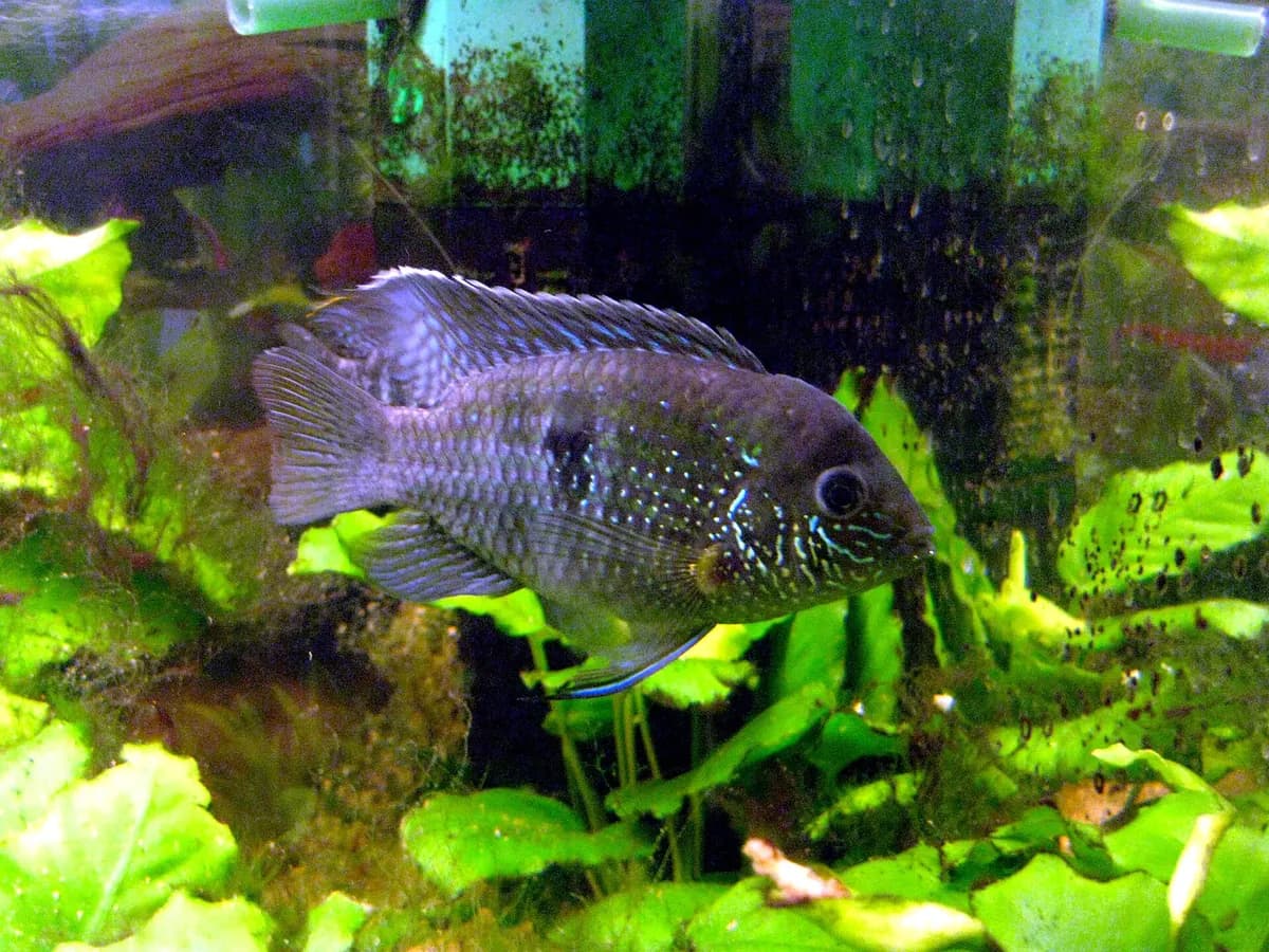 Mavi akara (Andinoacara pulcher)