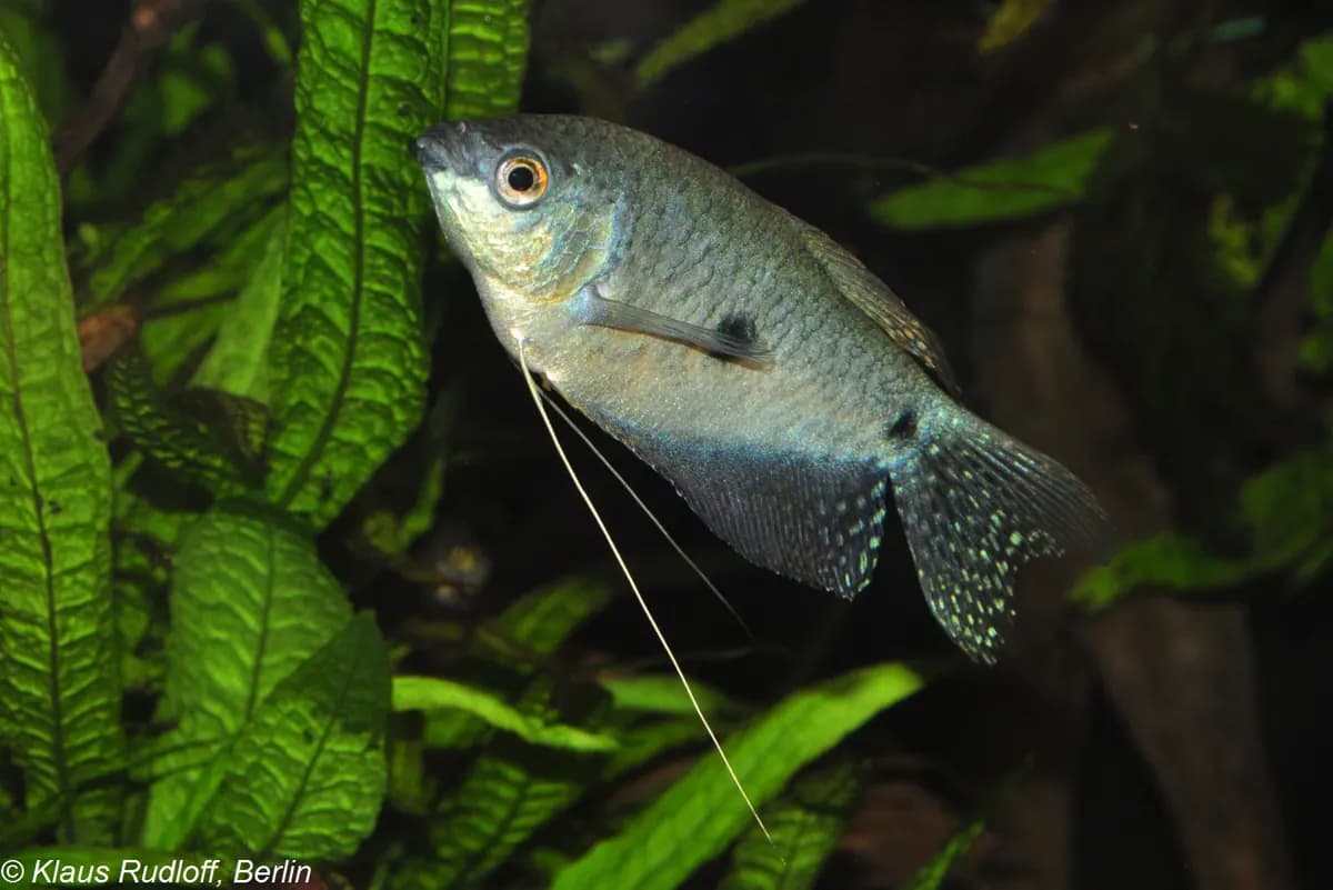 Mavi gurami (Trichopodus trichopterus)