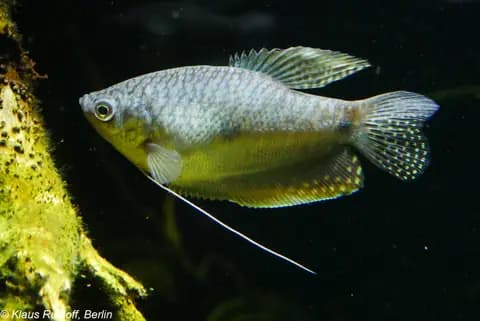Mavi gurami (Trichopodus trichopterus)
