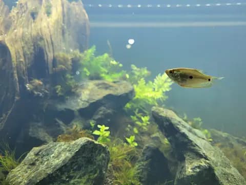 Mavi gurami (Trichopodus trichopterus)