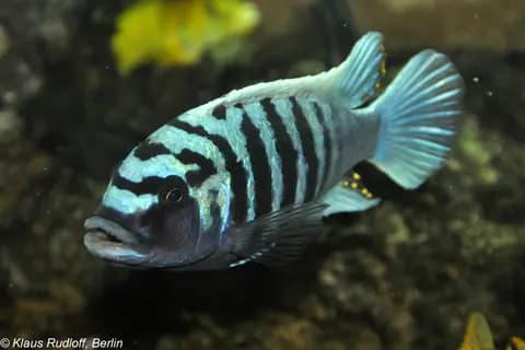 Mavi zebra ciklet (Maylandia zebra)