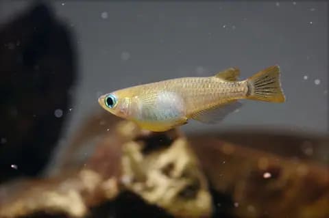 Medaka (pirinç balığı) (Oryzias latipes)