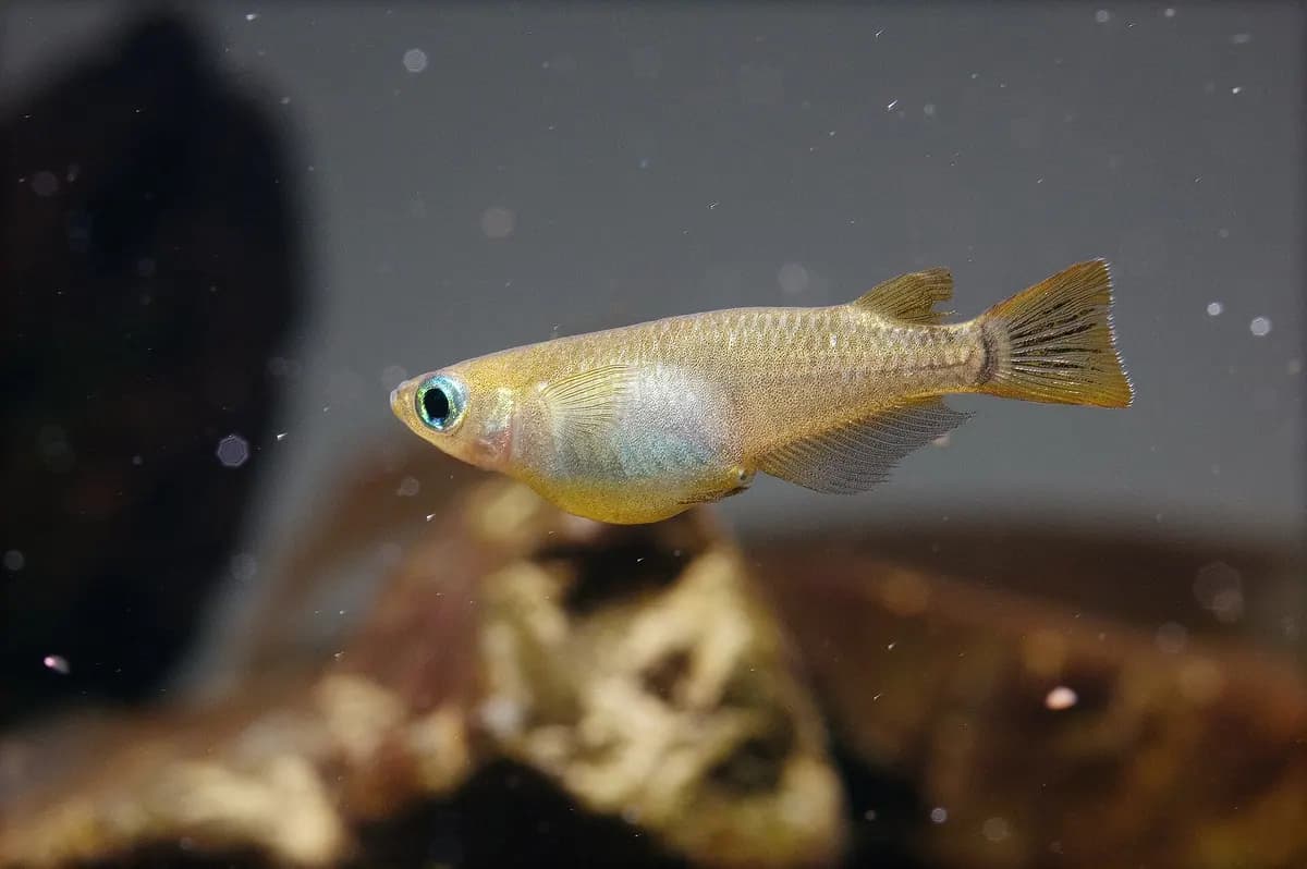Medaka (pirinç balığı) (Oryzias latipes)