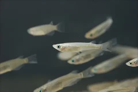 Medaka (pirinç balığı) (Oryzias latipes)
