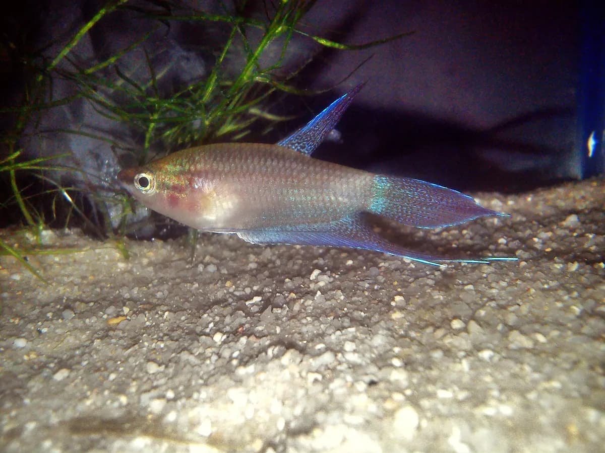 Mırıldayan gurami (Trichopsis vittata)