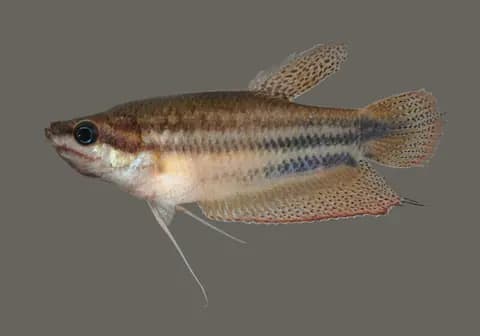 Mırıldayan gurami (Trichopsis vittata)