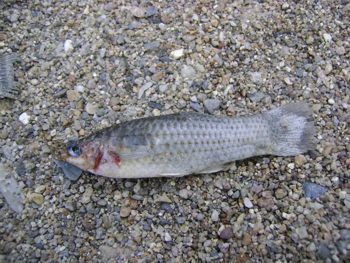 Moli (Poecilia sphenops)