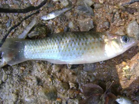Moli (Poecilia sphenops)