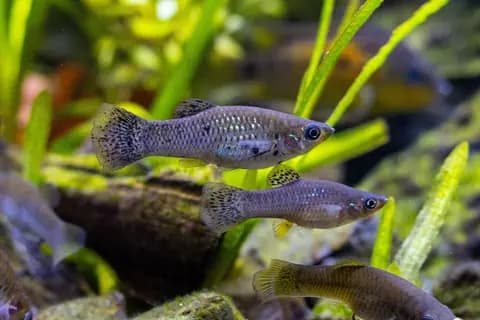 Moli (Poecilia sphenops)