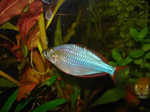 Neon gökkuşağı (Melanotaenia praecox)