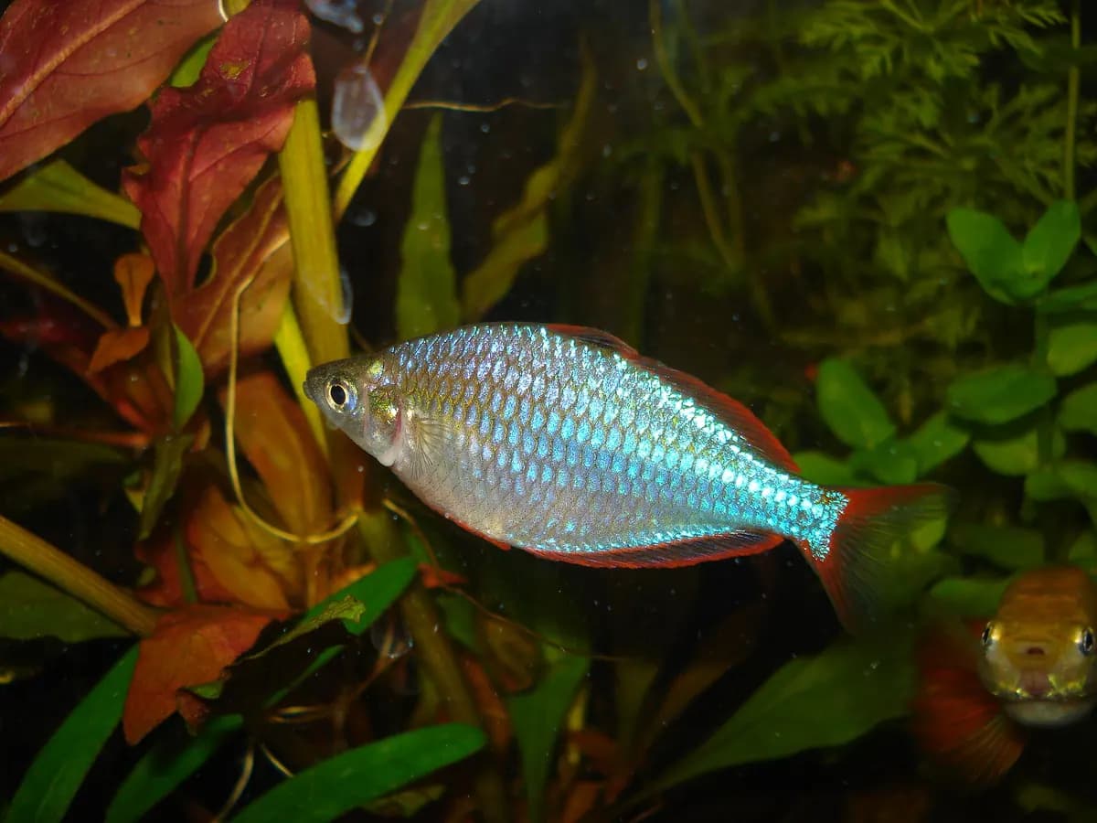 Neon gökkuşağı (Melanotaenia praecox)