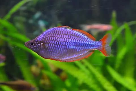 Neon gökkuşağı (Melanotaenia praecox)