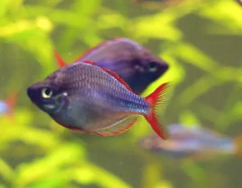 Neon gökkuşağı (Melanotaenia praecox)