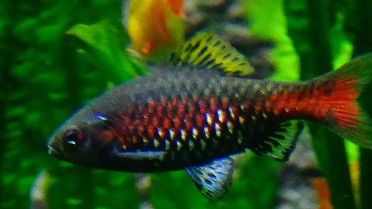 Odessa barbus (Pethia padamya)
