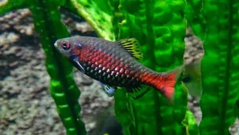 Odessa barbus (Pethia padamya)