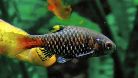 Odessa barbus (Pethia padamya)