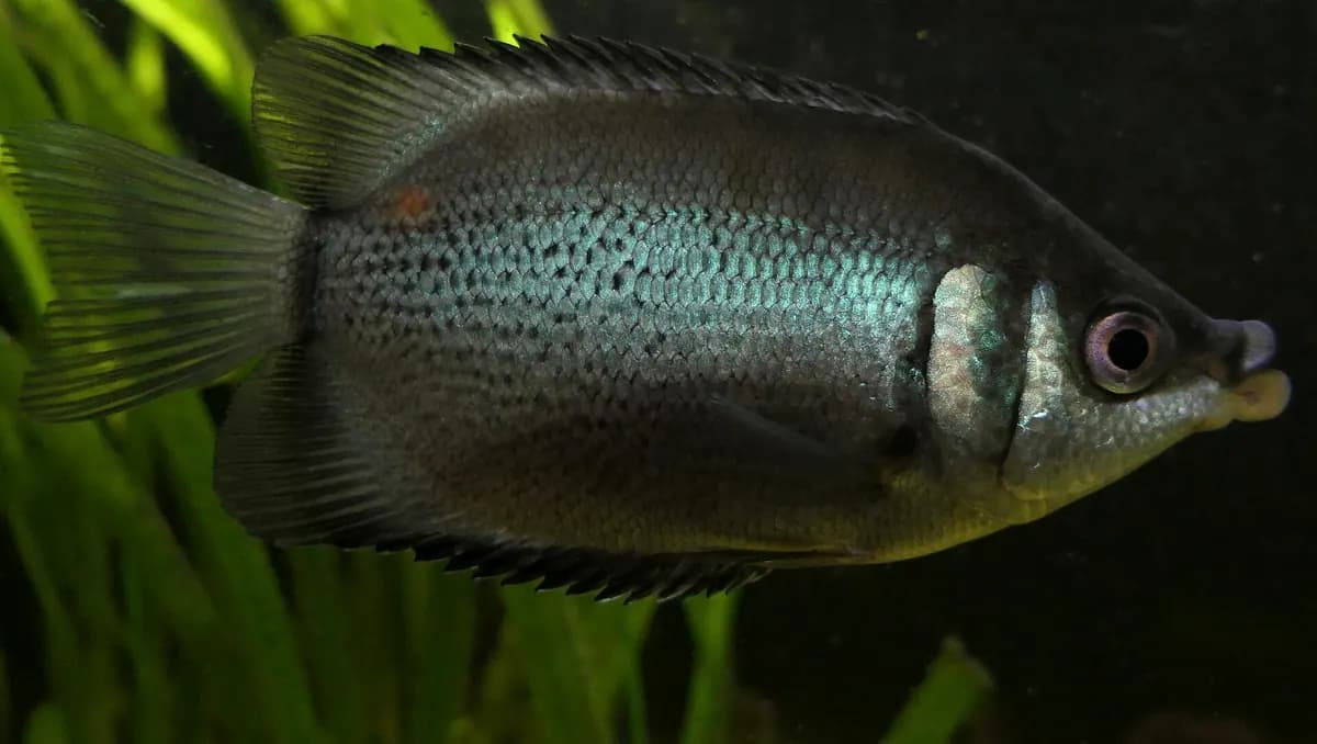 Öpücük balığı (Helostoma temminkii)