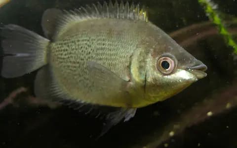 Öpücük balığı (Helostoma temminkii)