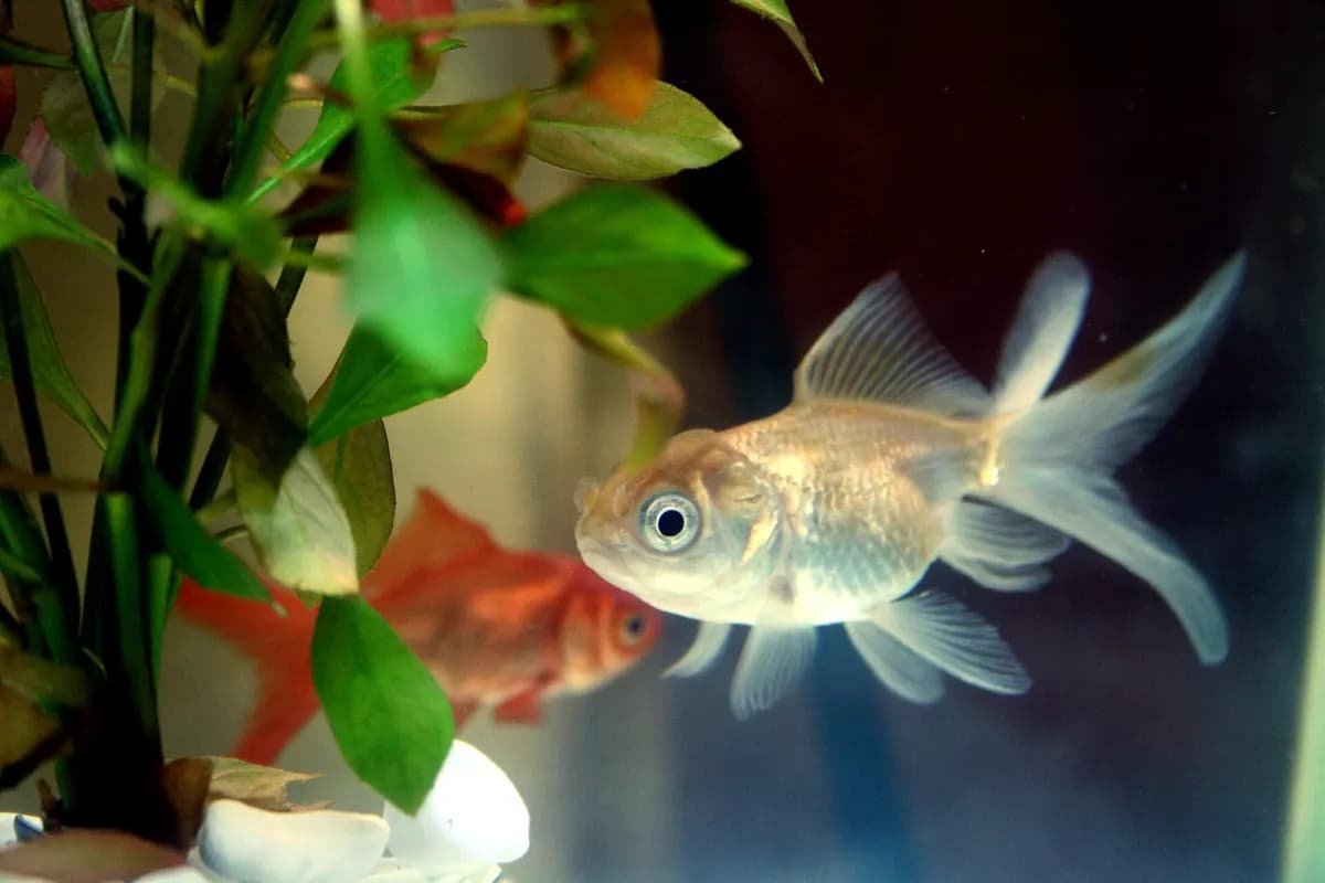 Oranda (Carassius auratus)