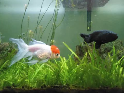 Oranda (Carassius auratus)