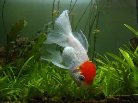 Oranda (Carassius auratus)