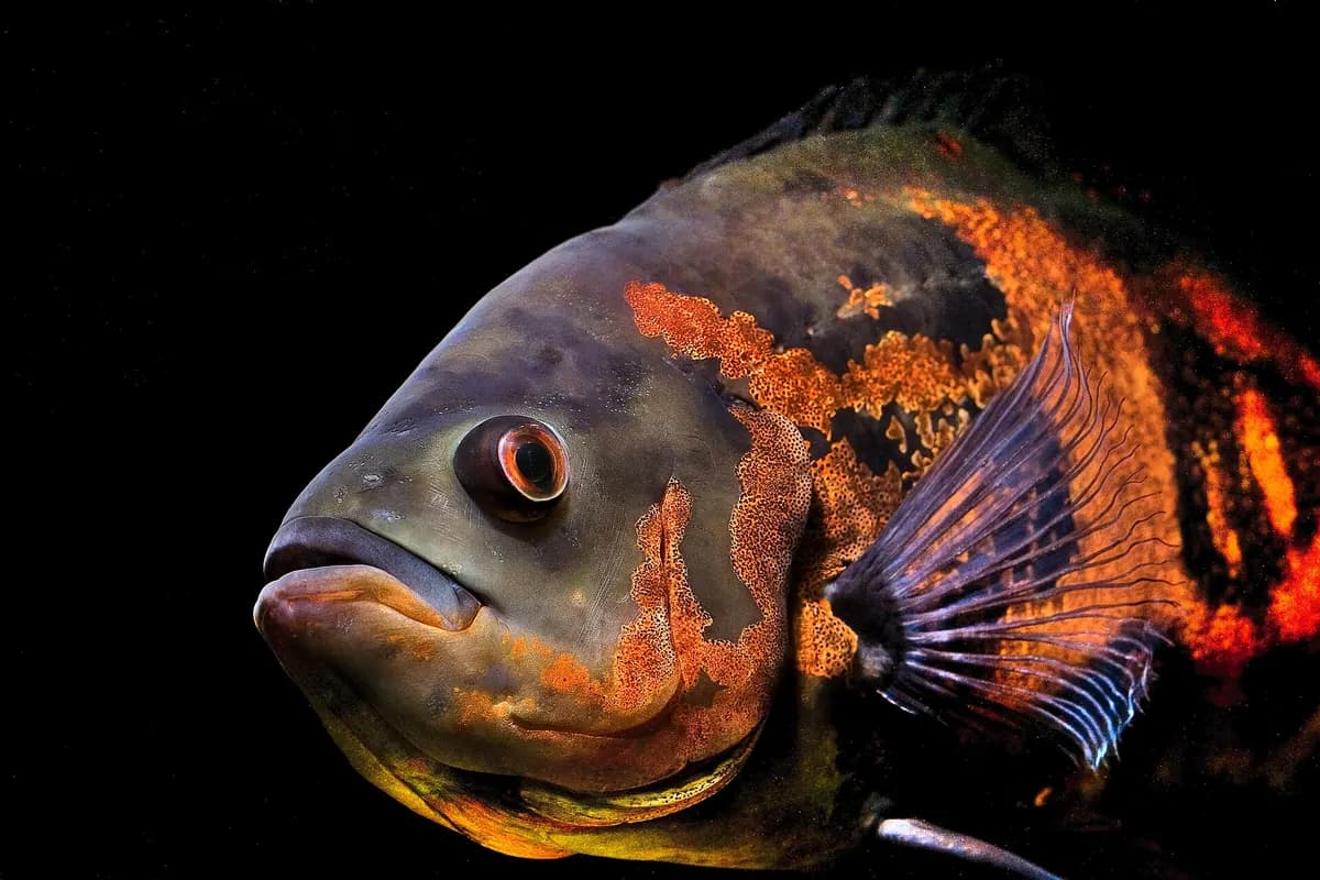 Oskar (Astronotus ocellatus)