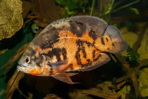 Oskar (Astronotus ocellatus)