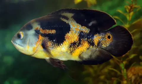 Oskar (Astronotus ocellatus)