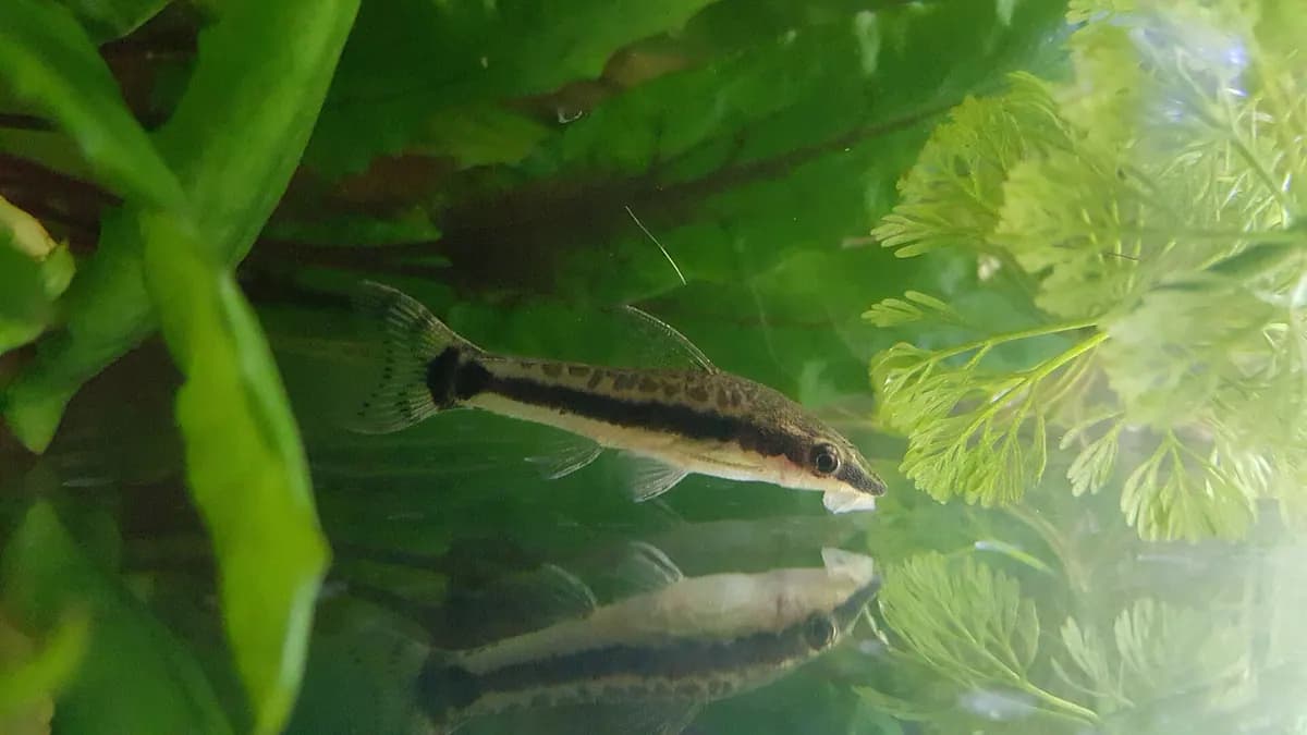 Otocinclus (Otocinclus vittatus)