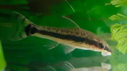Otocinclus (Otocinclus vittatus)