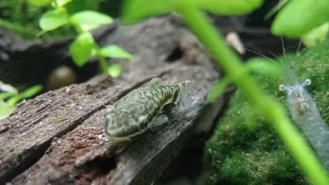 Otocinclus (Otocinclus vittatus)