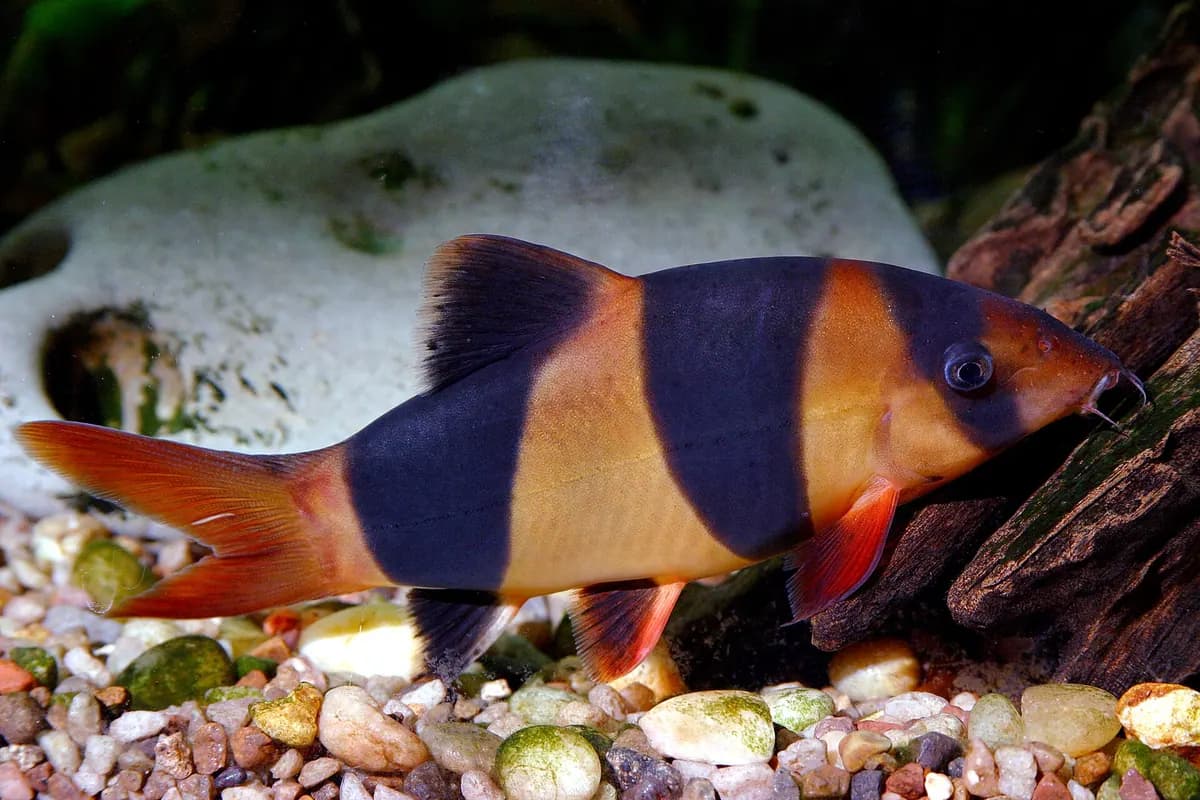 Palyaço botia (Chromobotia macracanthus)