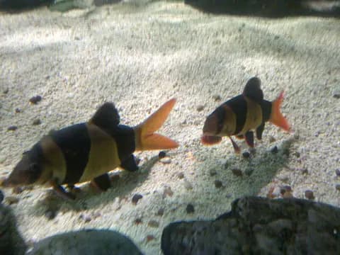 Palyaço botia (Chromobotia macracanthus)