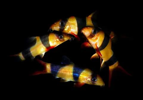 Palyaço botia (Chromobotia macracanthus)