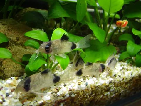 Panda corydoras (Corydoras panda)