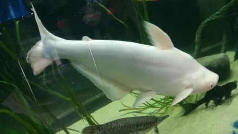 Pangasius (köpekbalığı yayını) (Pangasianodon hypophthalmus)
