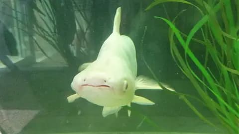 Pangasius (köpekbalığı yayını) (Pangasianodon hypophthalmus)