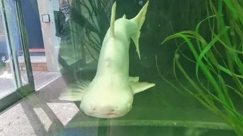 Pangasius (köpekbalığı yayını) (Pangasianodon hypophthalmus)