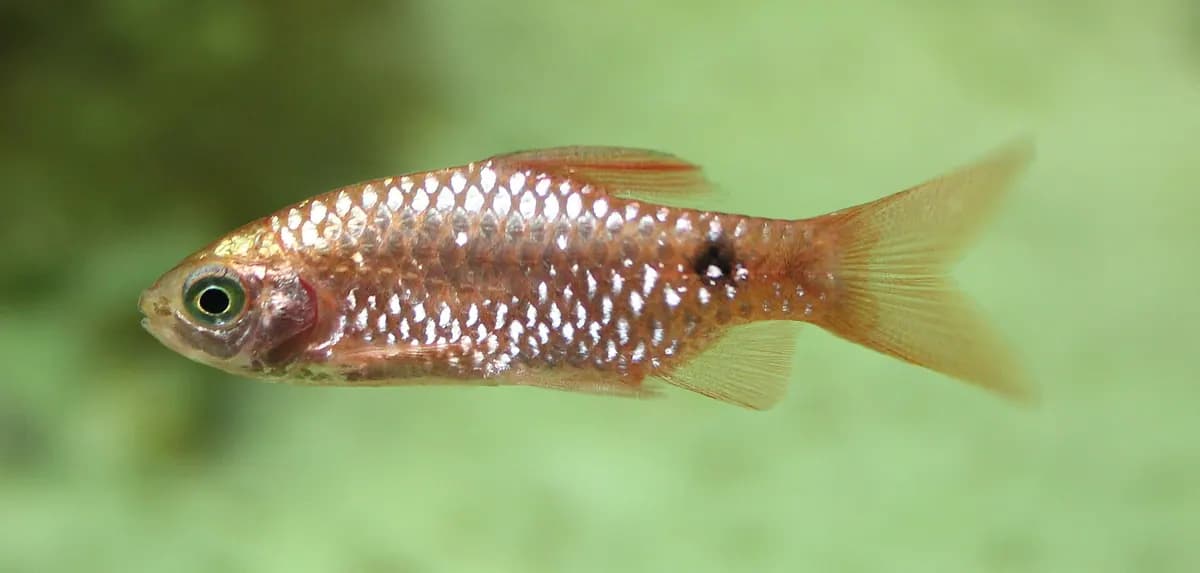 Pembe barbus (Pethia conchonius)