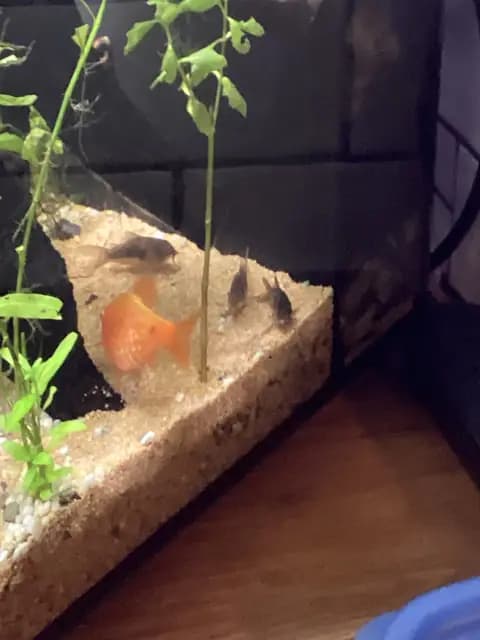Pembe barbus (Pethia conchonius)