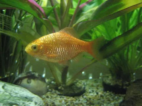 Pembe barbus (Pethia conchonius)
