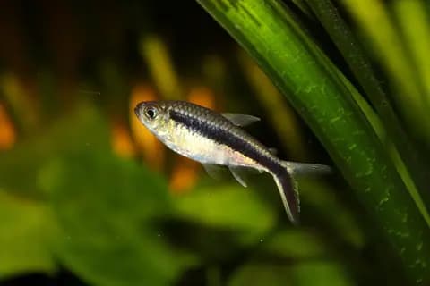 Penguen tetra (Thayeria boehlkei)