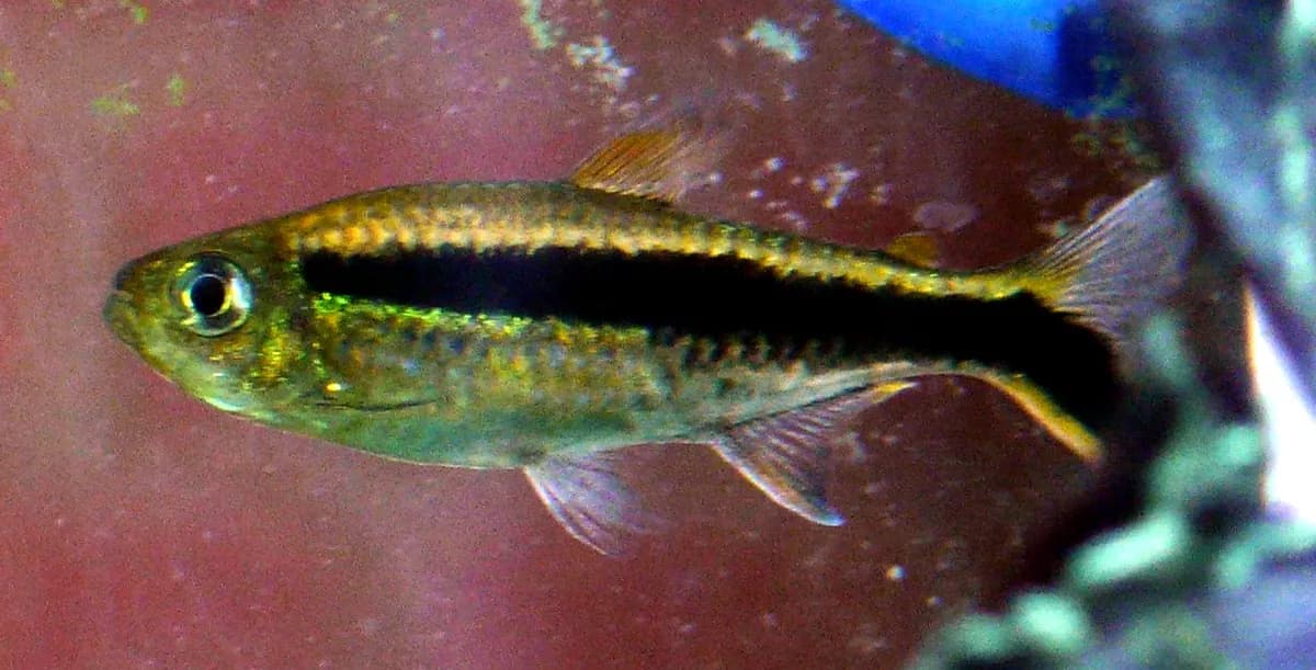 Penguen tetra (Thayeria boehlkei)