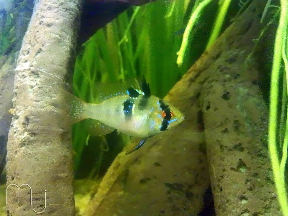 Ramirezi (Mikrogeophagus ramirezi)