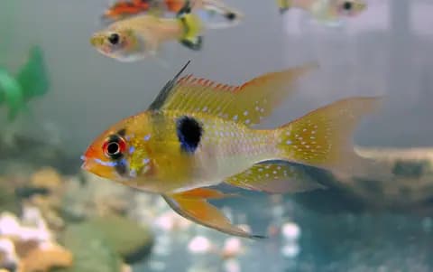 Ramirezi (Mikrogeophagus ramirezi)