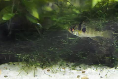 Ramirezi (Mikrogeophagus ramirezi)