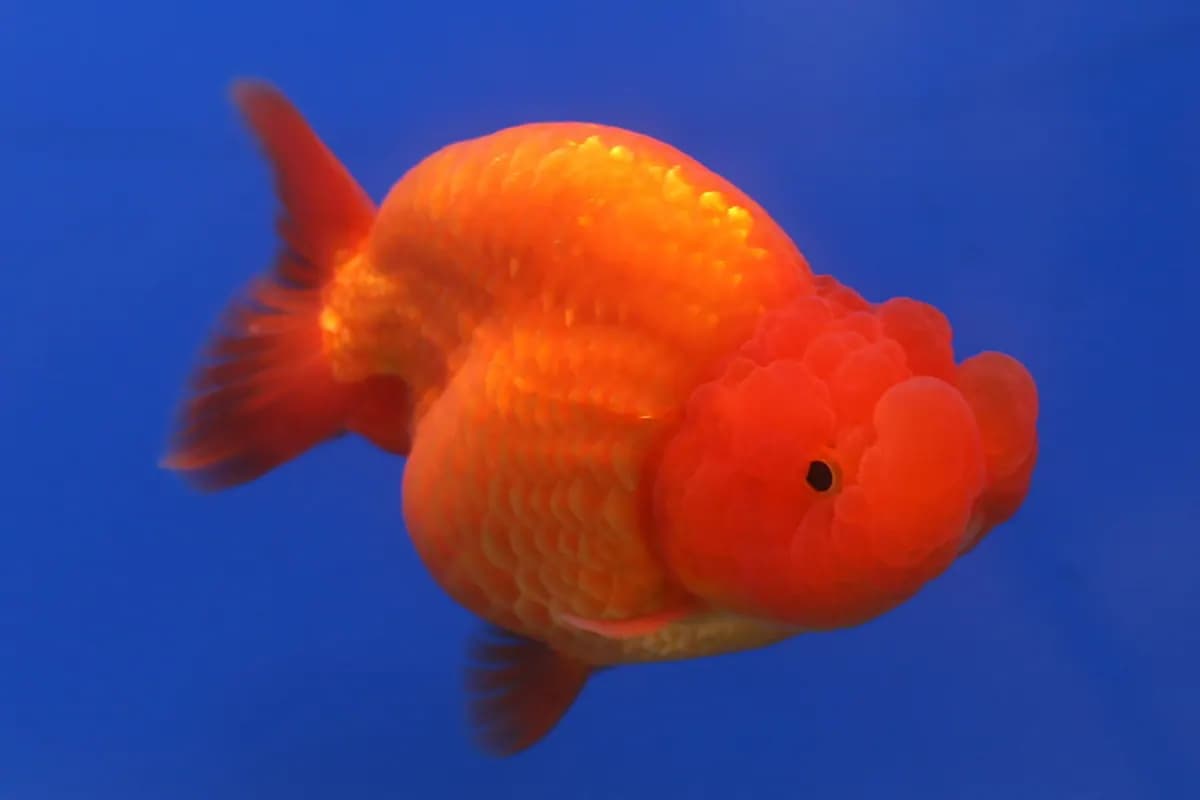 Ranchu (Carassius auratus)